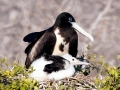 Magnificent Frigatebird