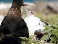 Magnificent Frigatebird