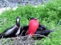 Magnificent Frigatebird
