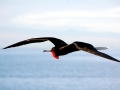 Magnificent Frigatebird