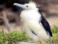 Magnificent Frigatebird