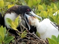 Magnificent Frigatebird