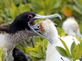 Magnificent Frigatebird