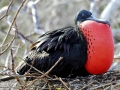 Magnificent Frigatebird