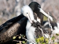 Magnificent Frigatebird