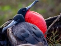 Magnificent Frigatebird