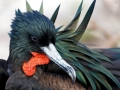 Magnificent Frigatebird