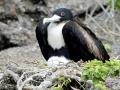 Magnificent Frigatebird