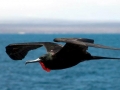 Magnificent Frigatebird