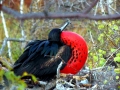 Magnificent Frigatebird