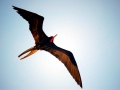 Magnificent Frigatebird