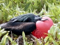 Magnificent Frigatebird