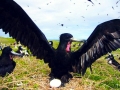 Magnificent Frigatebird