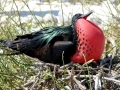 Magnificent Frigatebird