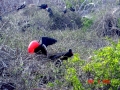 Magnificent Frigatebird