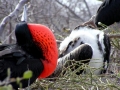 Magnificent Frigatebird