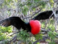 Magnificent Frigatebird