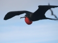 Magnificent Frigatebird