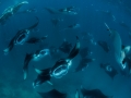 Manta Ray