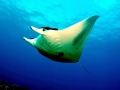Manta Ray