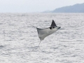 Manta Ray