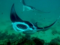 Manta Ray