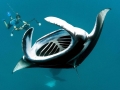 Manta Ray