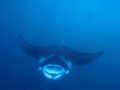 Manta Ray