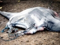 Manta Ray