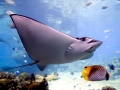 Manta Ray