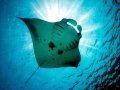 Manta Ray