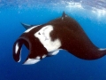 Manta Ray