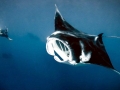 Manta Ray