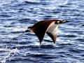 Manta Ray