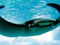Manta Ray