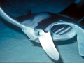 Manta Ray