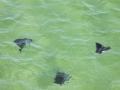 Manta Ray