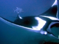 Manta Ray