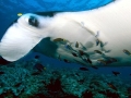 Manta Ray