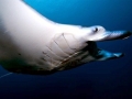 Manta Ray