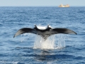 Manta Ray