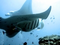 Manta Ray