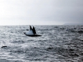 Manta Ray