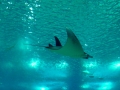 Manta Ray