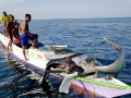 Manta Ray