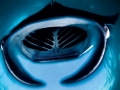 Manta Ray