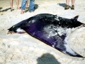 Manta Ray