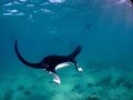 Manta Ray
