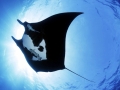Manta Ray