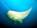 Manta Ray